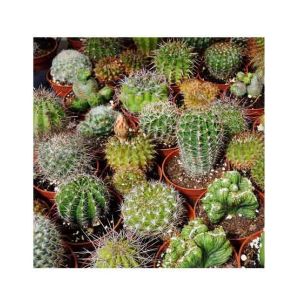 Diy Store Mix Varieties Fresh Cactus Seeds (0048)