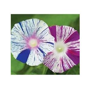 Diy Store Morning Glory Arlequin Summer Seeds