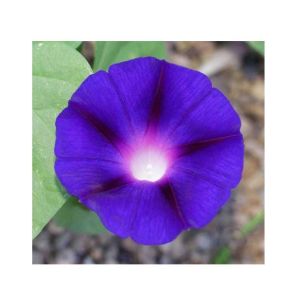 Diy Store Morning Glory Grandpa OTT Summer Seeds