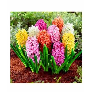Husmah Rare Multi color Hyacinth Orientalis Flower Seeds