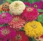 iShopping - DIY Store Zinnia Cosmos Balasm Cockcomb Flower Seeds