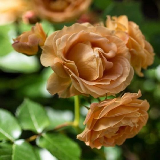 iShopping - HusMah Rare Chocolate Color Imported Rose Seeds