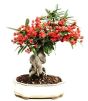 iShopping - HusMah Rare Red Pearl Cherry Blossom seeds