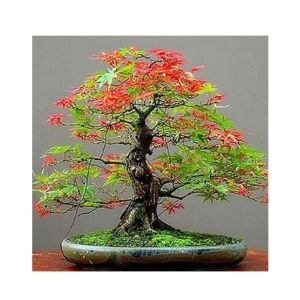 Husmah Bonsai Maple Red&Green Tree Seeds