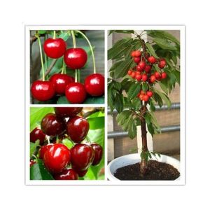 Husmah Rare Japanese Red Pink Cherry seeds
