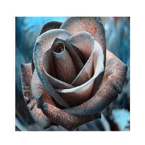 Husmah Blood Line Rose Seeds