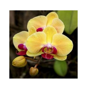 Husmah Phalaenopsis Orchid Yellow Red Seeds