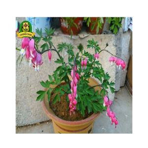 Husmah Bleeding Heart Flower Seeds Pink