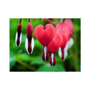 HusMah Bleeding Heart Flower Seeds Orange