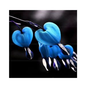 HusMah Bleeding Heart Flower Seeds Blue