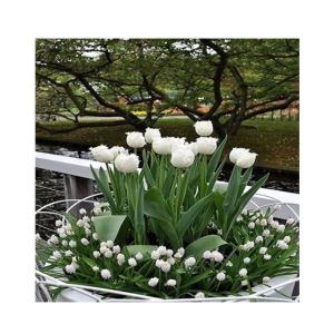HusMah Rare Tulip Seeds- White