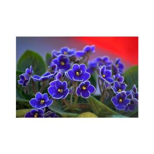 HusMah Bonsai Matthiola Incana Seed- Purple