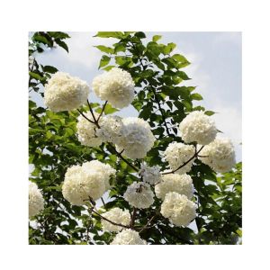 HusMah Rare Hydrangea Seeds- White