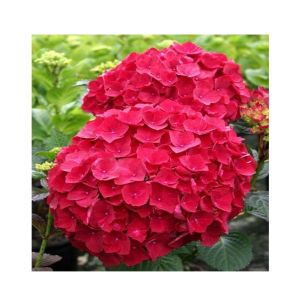 HusMah Rare Hydrangea Seeds- Red