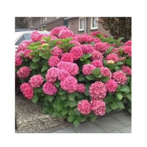 HusMah Rare Hydrangea Seeds- Pink