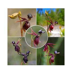 HusMah Rare Orchid Flying Duck Seeds 