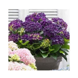HusMah Rare Hydrangea Seeds- Purple