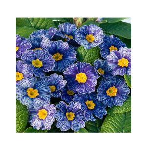 HusMah Rare Zebra Blue Primula Seeds