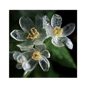 HusMah Rare Exotic Blooming Plants Skeleton Flowers Seeds