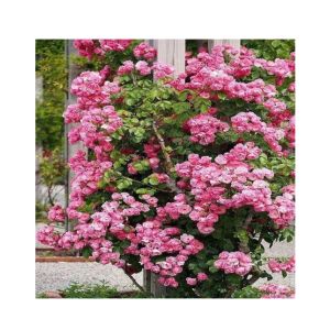 HusMah Rare Climbing Rose Seeds - Pink