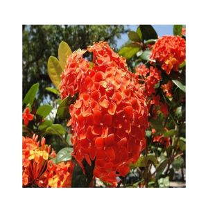 HusMah Rare Hydrangea Seeds- Orange
