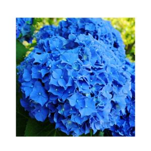 HusMah Rare Hydrangea Seeds- Blue