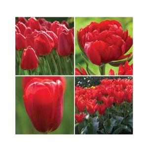 HusMah Tulip Red Highgrade Courtyard