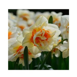 HusMah Beautiful Narcissus Flower Balcony Plant Seeds-White Orange