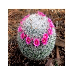 HusMah Ball Cactus Semillas Flora Seeds
