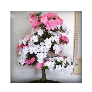 HusMah Rare White & Pink Azalea Seeds