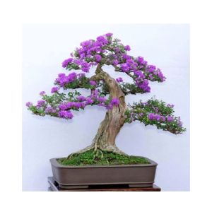 HusMah Bonsai Seeds Japanese Lilac Seeds (Extremely Fragrant)
