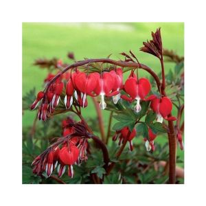 HusMah Bleeding Heart Flower Seeds Dicentra Spectabilis Red