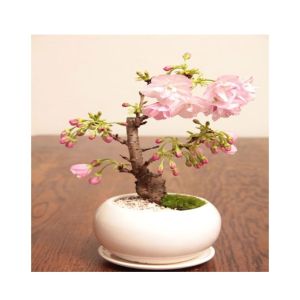 HusMah Rare Japanese Cherry Pink
