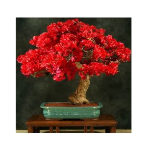 HusMah Unique Red Bougainvillea Spectabilis Seeds