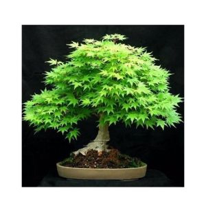 HusMah Rare Bonsai Green Maple Seeds