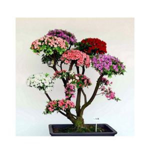 HusMah Rare Bonsai Multi-Color Azalea Imported Seeds