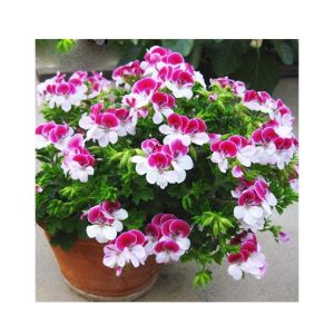 HusMah Pelargonium Peltatum Flower Seeds