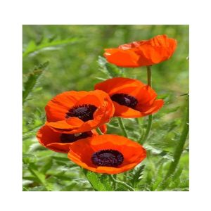 HusMah Beautiful Bonsai Poppy Seeds- Orange