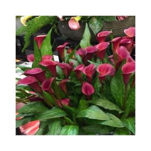 HusMah Rare Calla Lily Seed- Dark Maroon