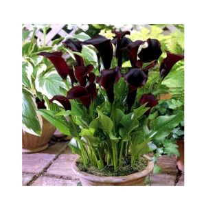 HusMah Rare Calla Lily Burgundy Seed