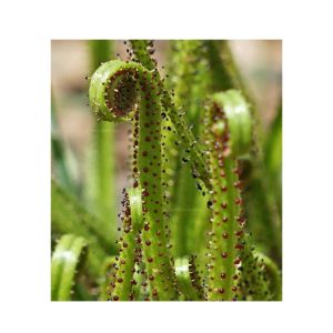 HusMah Aurora Drosophyllum Seeds
