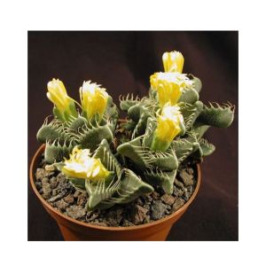 HusMah Faucaria Succulent Seeds