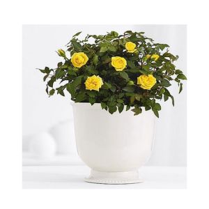HusMah Bonsai Miniature Rose Seeds- Yellow