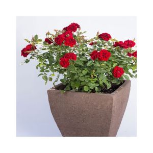 HusMah Bonsai Miniature Rose Seeds- Red