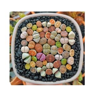 HusMah Lithops Mix Succulents Stone Seeds