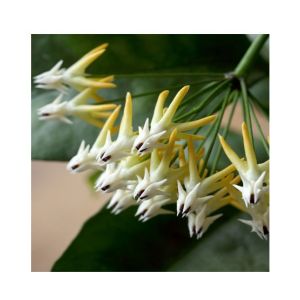 HusMah Mix Rocket Hoya Orchid Seeds