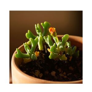 HusMah Rare Rhombophyllum Nelii Succulent Seeds