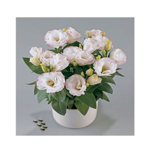 HusMah Bonsai Rare Eustoma Seeds- White Pink