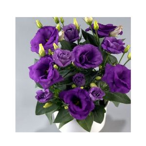 HusMah Bonsai Rare Eustoma Seeds- Purple
