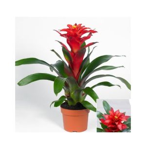HusMah Bonsai Guzmania Conifera Seeds